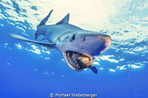 snack time , a blue shark have lunch time by Michael Weberberger 